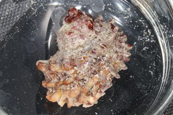 Media type: image;   Malacology 393771 Description: live specimen;